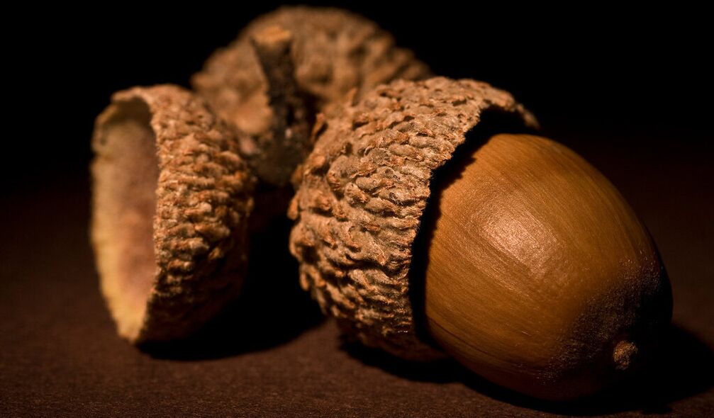 good luck charm - acorn